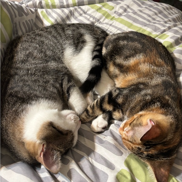 Meet your Posher, Rael - Picture 1 of 1